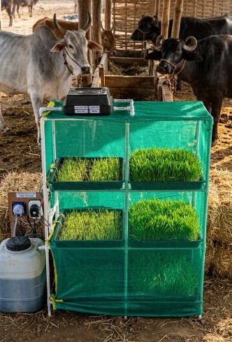 Solar Hydroponic Fodder